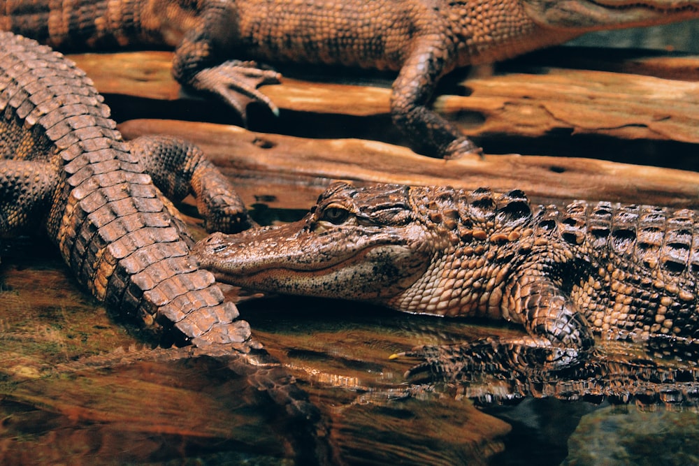 closeup photo of crocodiles