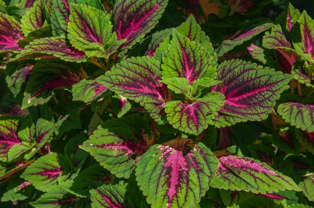 pink and green coleos plant