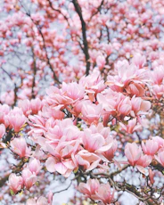 a tree filled with lots of pink flowers