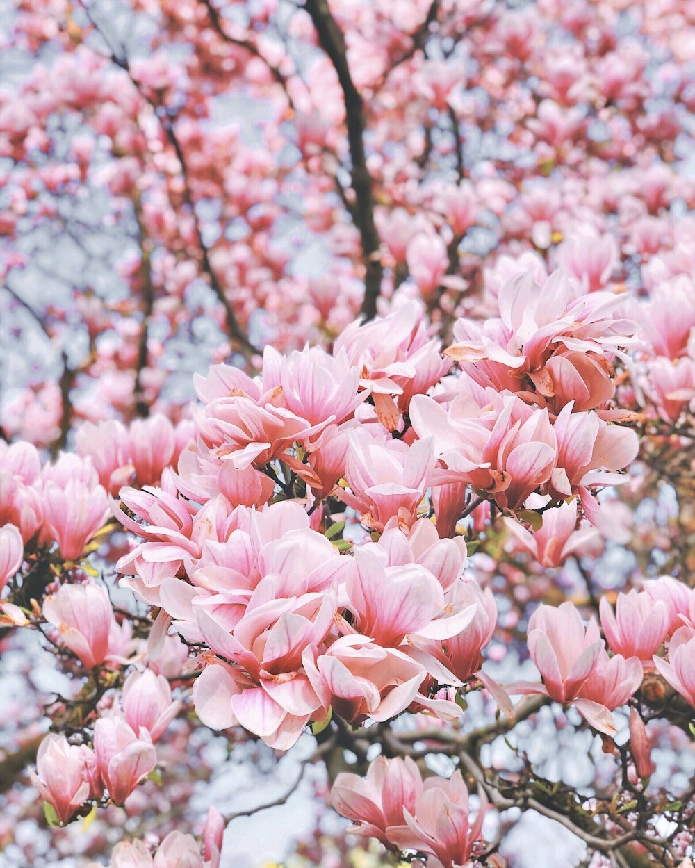 たくさんのピンクの花でいっぱいの木