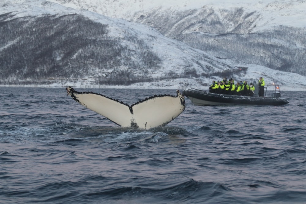 ボートの近くのクジラの尾