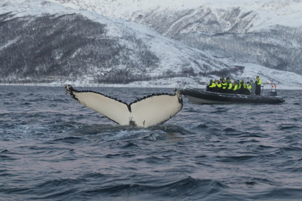 Humpback whale fluke rising from the sea beside a small boat of watchers off Tromsø, Norway