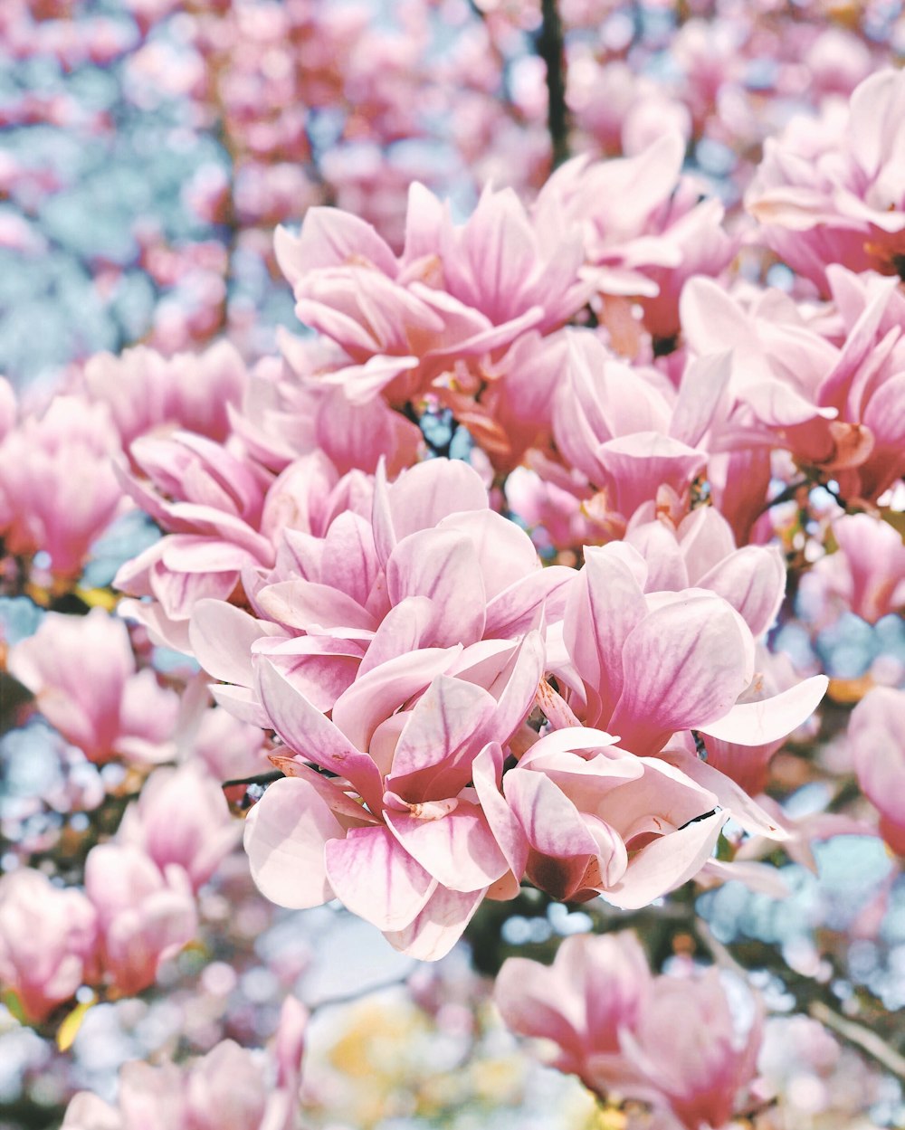 a bunch of pink flowers that are on a tree