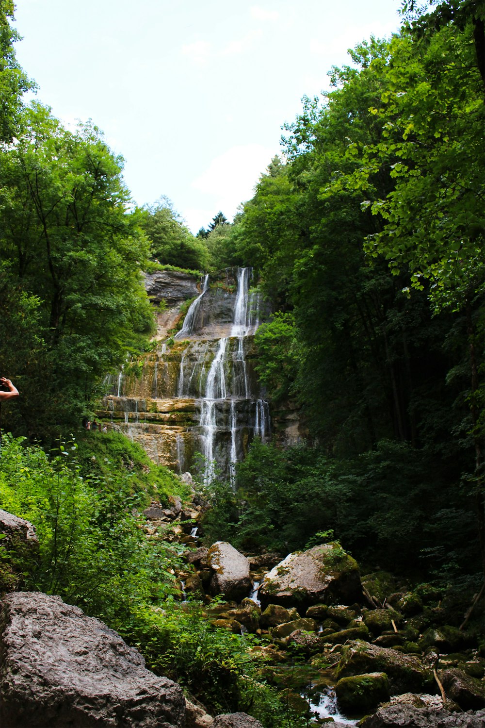 trees near waterfalls