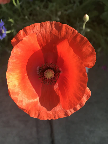 A vibrant close-up of a blooming poppy flower glowing in the morning sun.