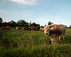 brown cattle on green grass