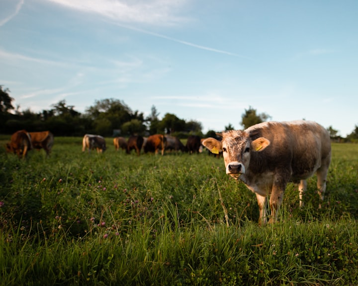 Cow Shit!