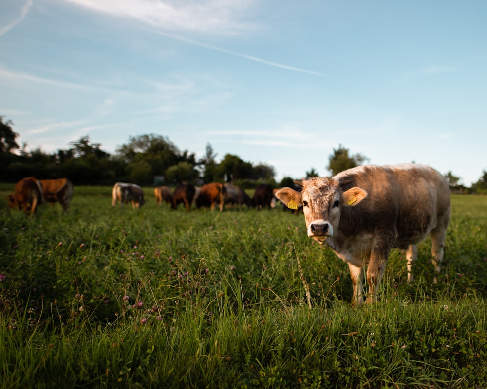brown cattle on green grass