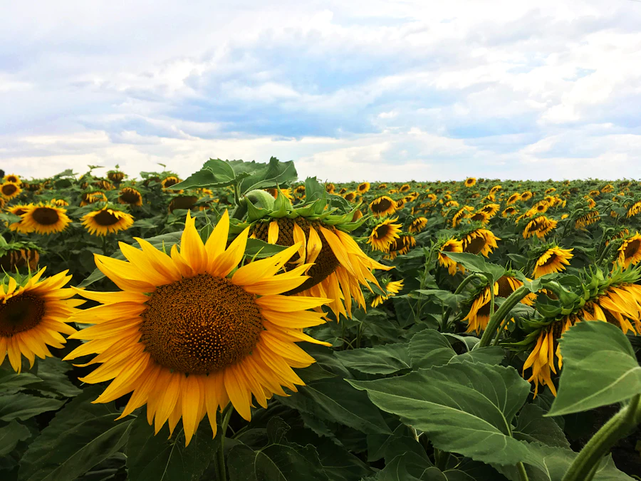 Sunflower field under a blue sky