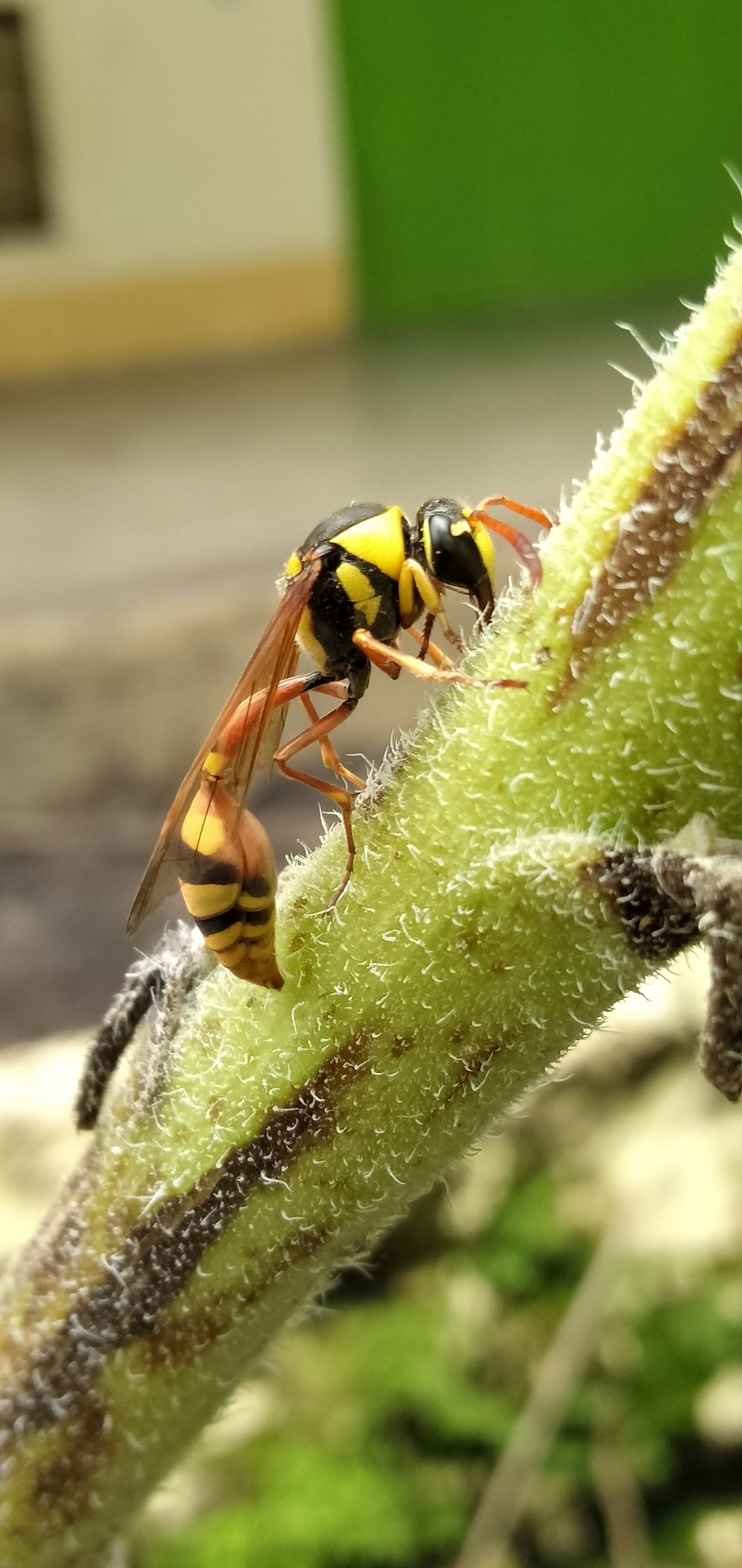 yellow and black wasp