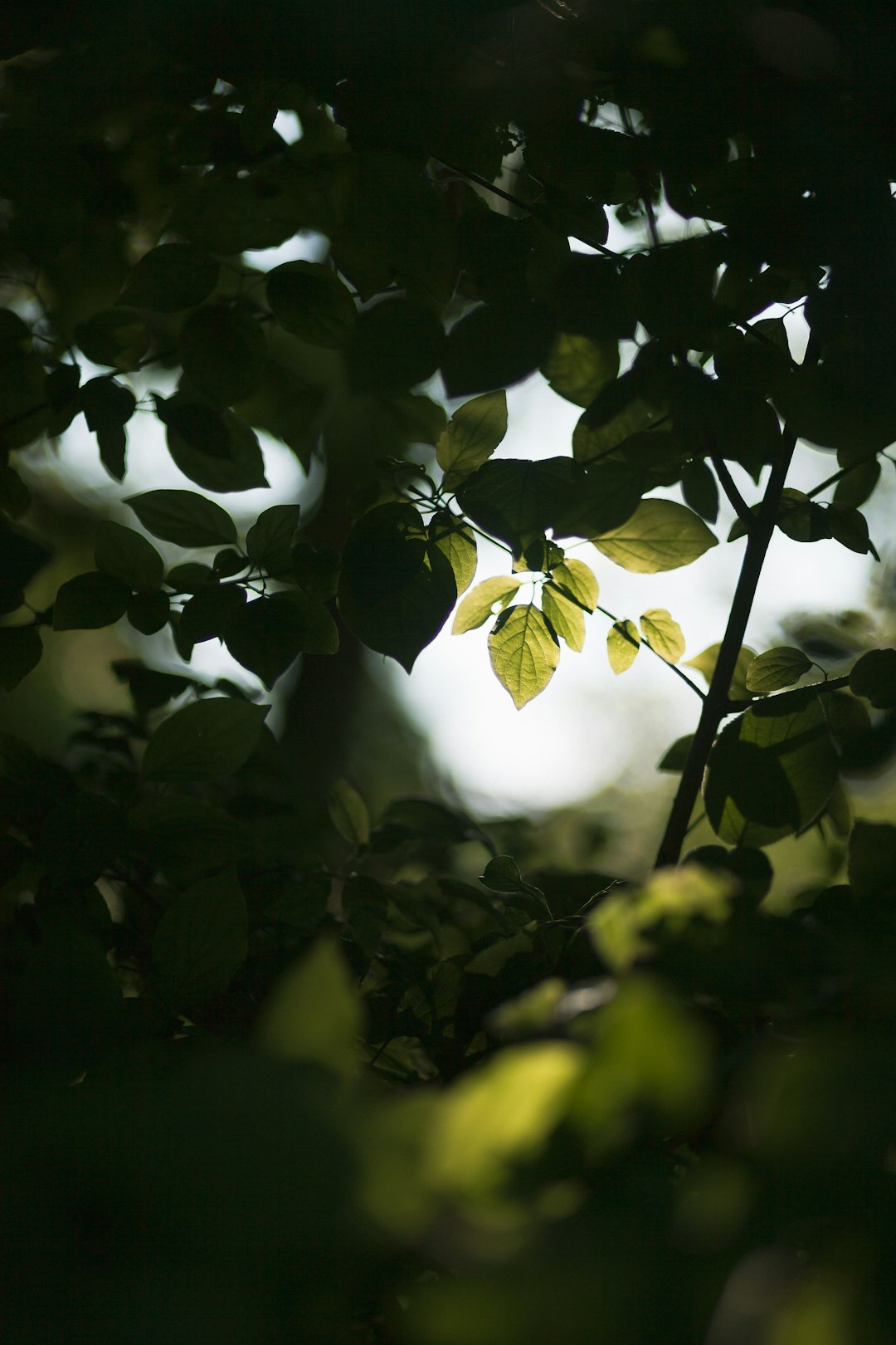 green trees