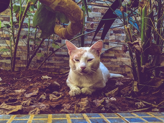A cat with light fur is lying on a bed of dried leaves and soil surrounded by lush green plants. The background features a stone wall with a mosaic pattern. The cat has an attentive expression, and its ears are perked up.