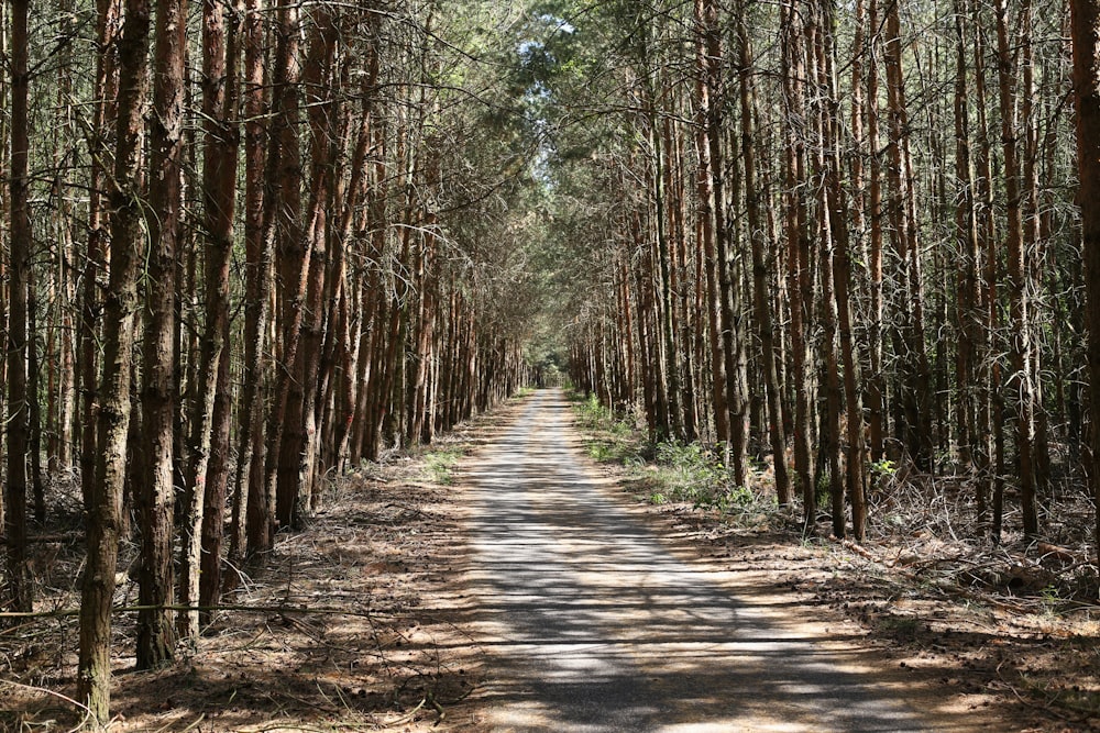 a dirt road in the middle of a forest