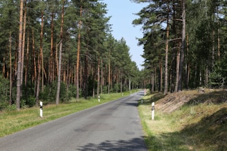 Close-up of a black-top road lined with young trees and neatly marked plot boundaries.