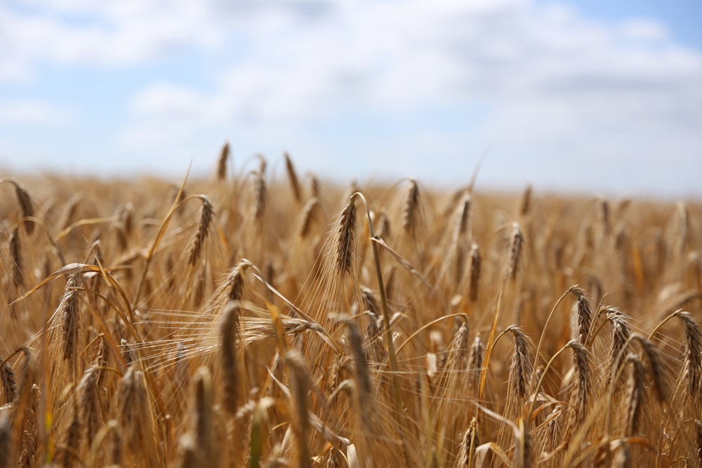 wheat field