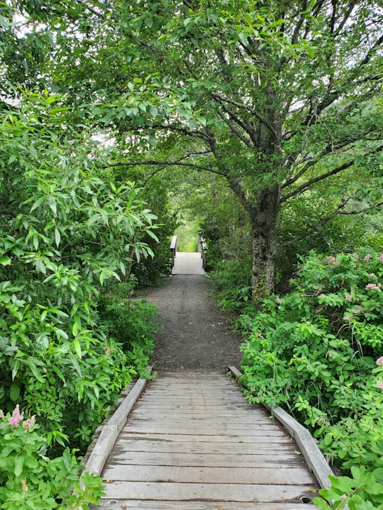 photo of One mile lake Nature reserve near The Black Tusk