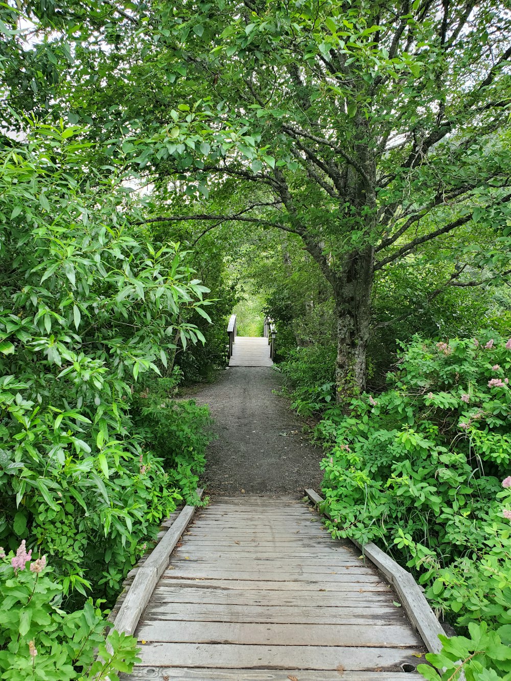 brown wooden bridge