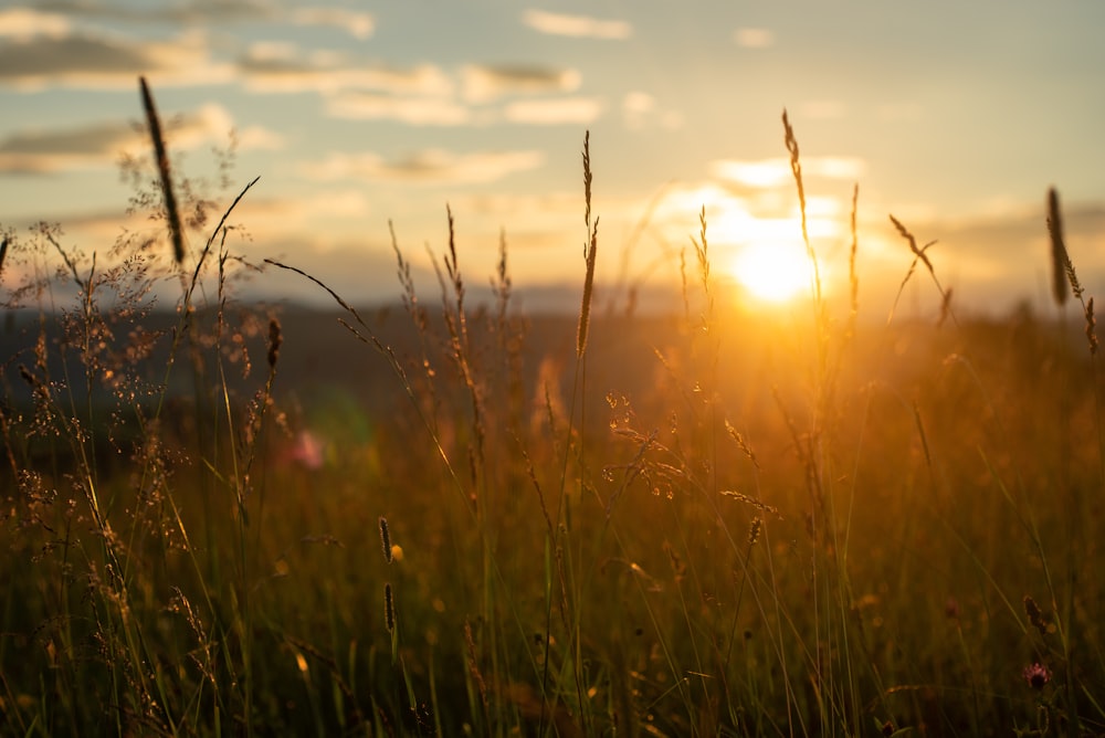 green grass field