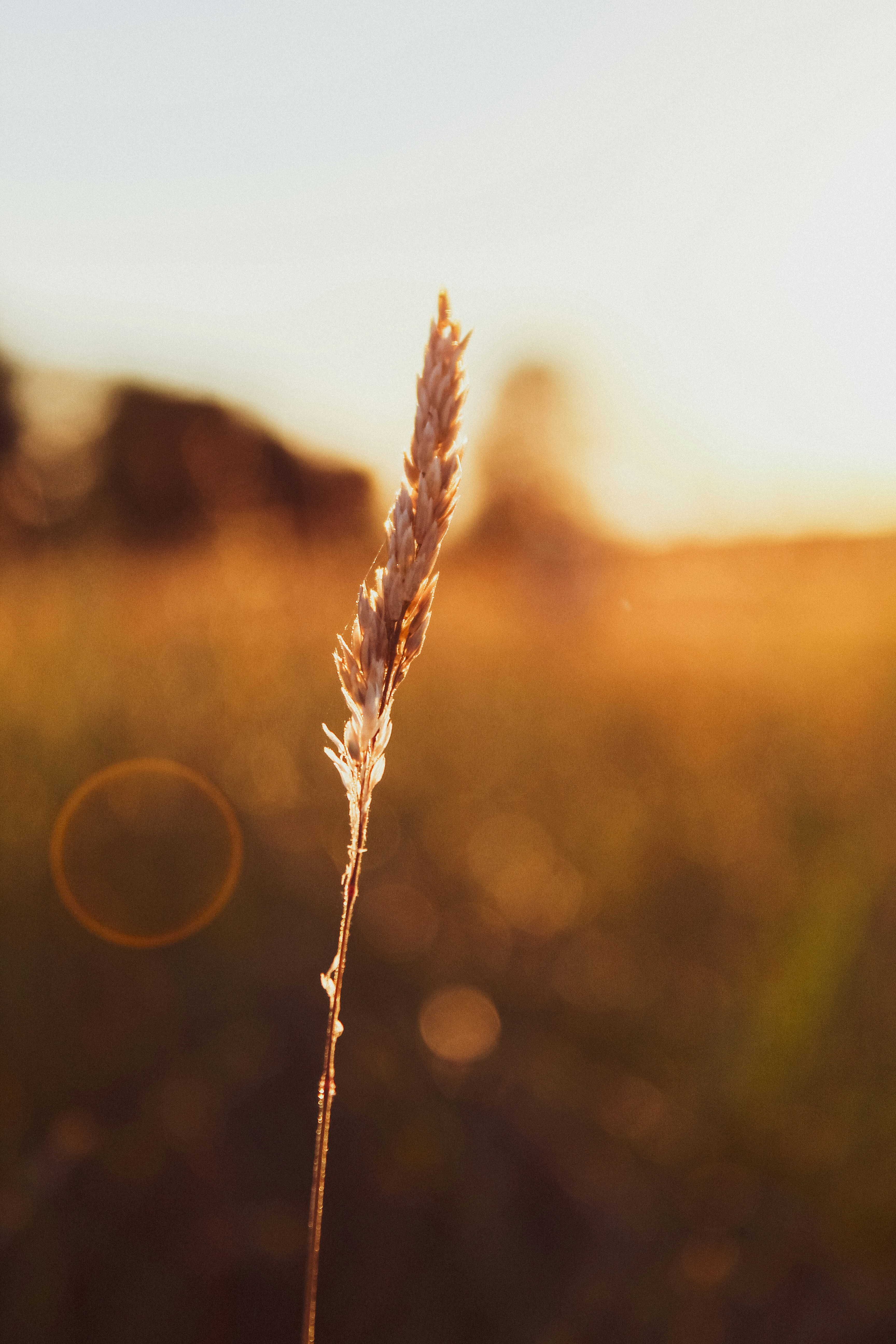 wheat plant