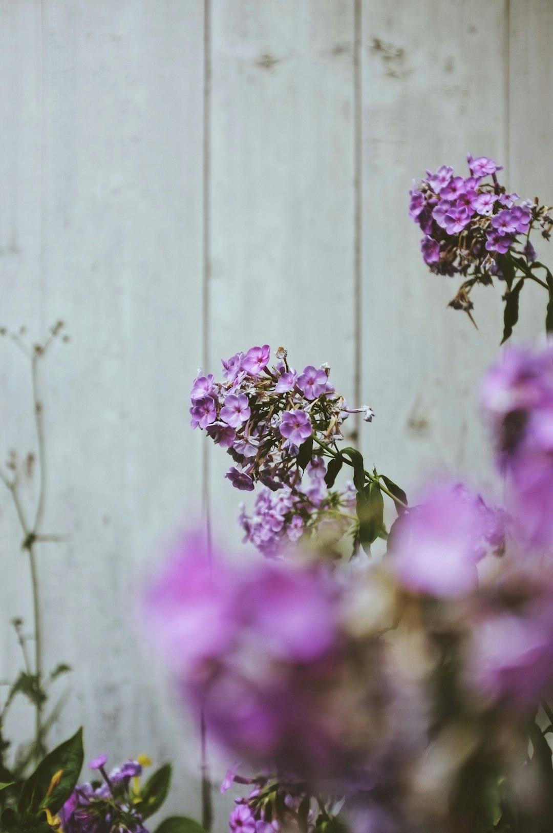 purple petaled flowers