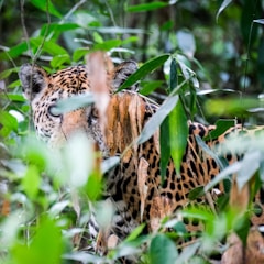 Children learning about jaguar conservation in an outdoor classroom surrounded by tropical plants.