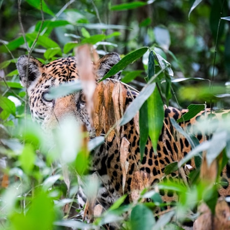 A jaguar is partially concealed behind dense green foliage, with its spotted fur blending into the surrounding leaves. Its focused eyes peek through gaps in the vegetation, creating a sense of alertness and awareness in its natural habitat.