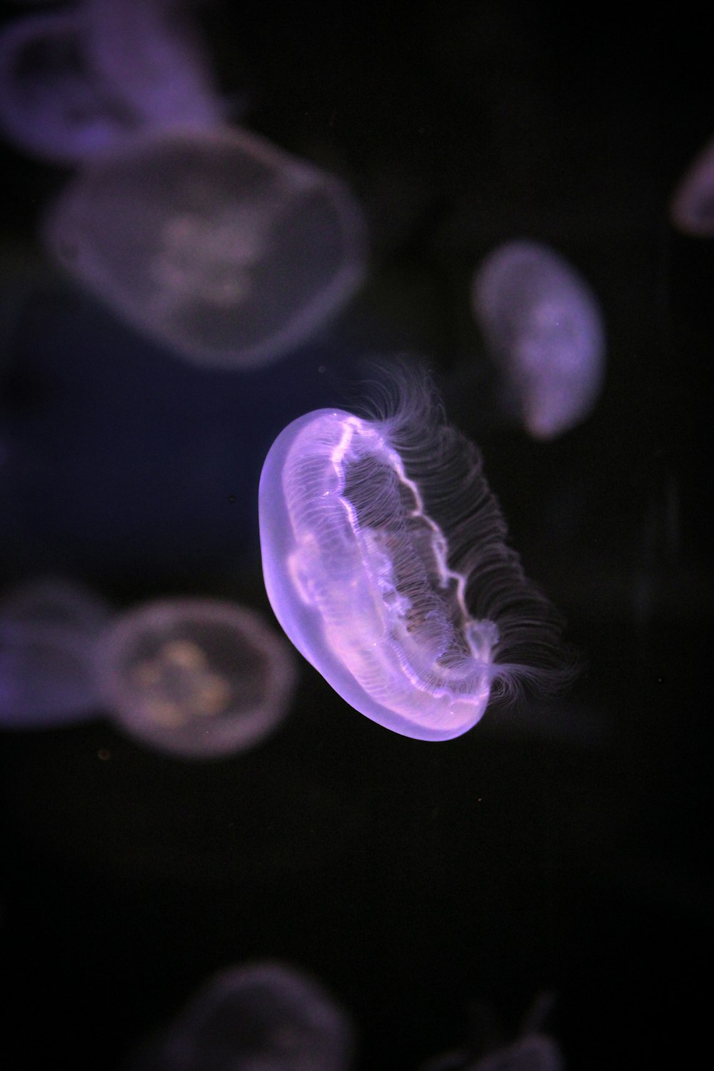 purple jellyfish