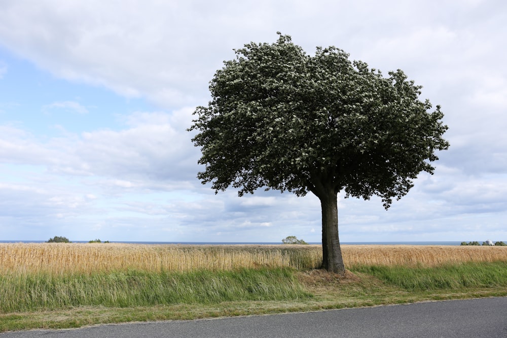 a lone tree on the side of the road