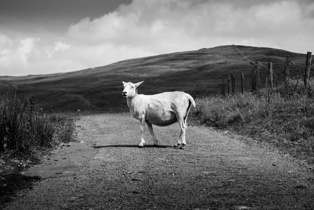 grayscale photography of goat