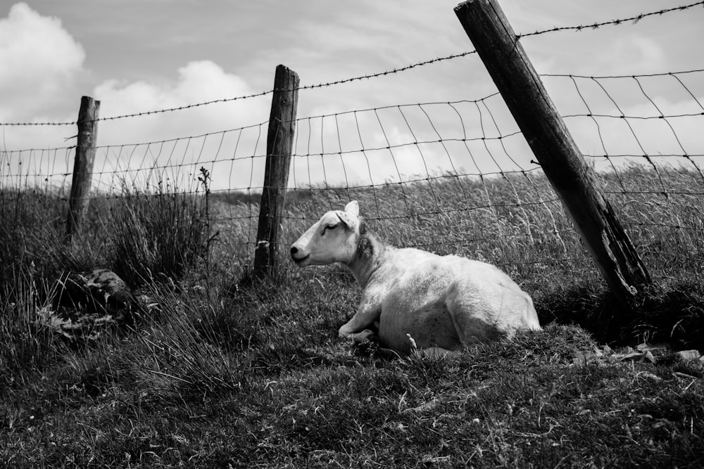 grayscale photo of goat beside fence