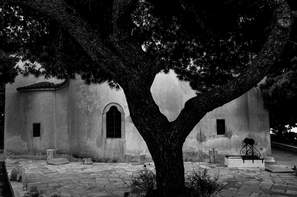 a black and white photo of a tree and a building