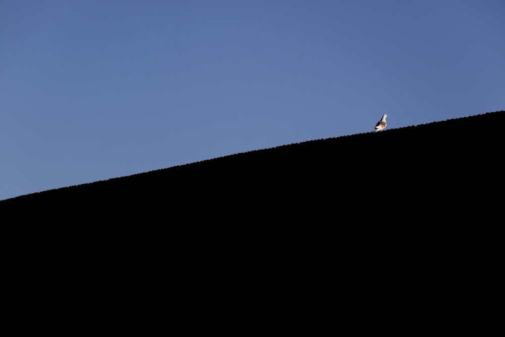 um pássaro sentado no topo de uma colina sob um céu azul