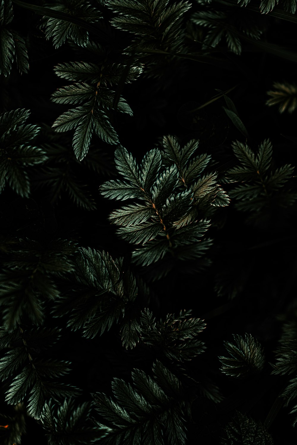 foto de alto ângulo da planta de folhas verdes