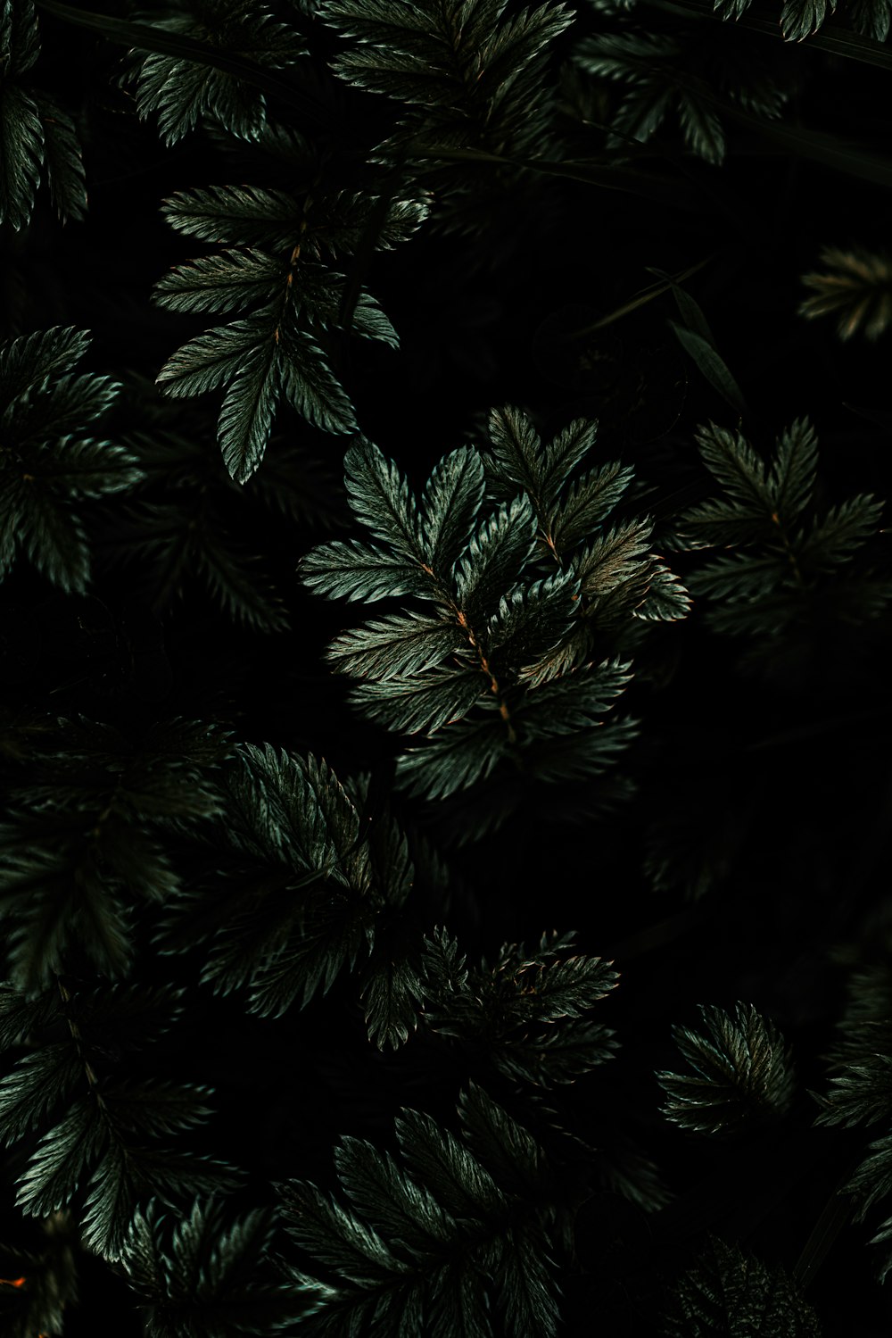 緑の葉の植物の高角度写真