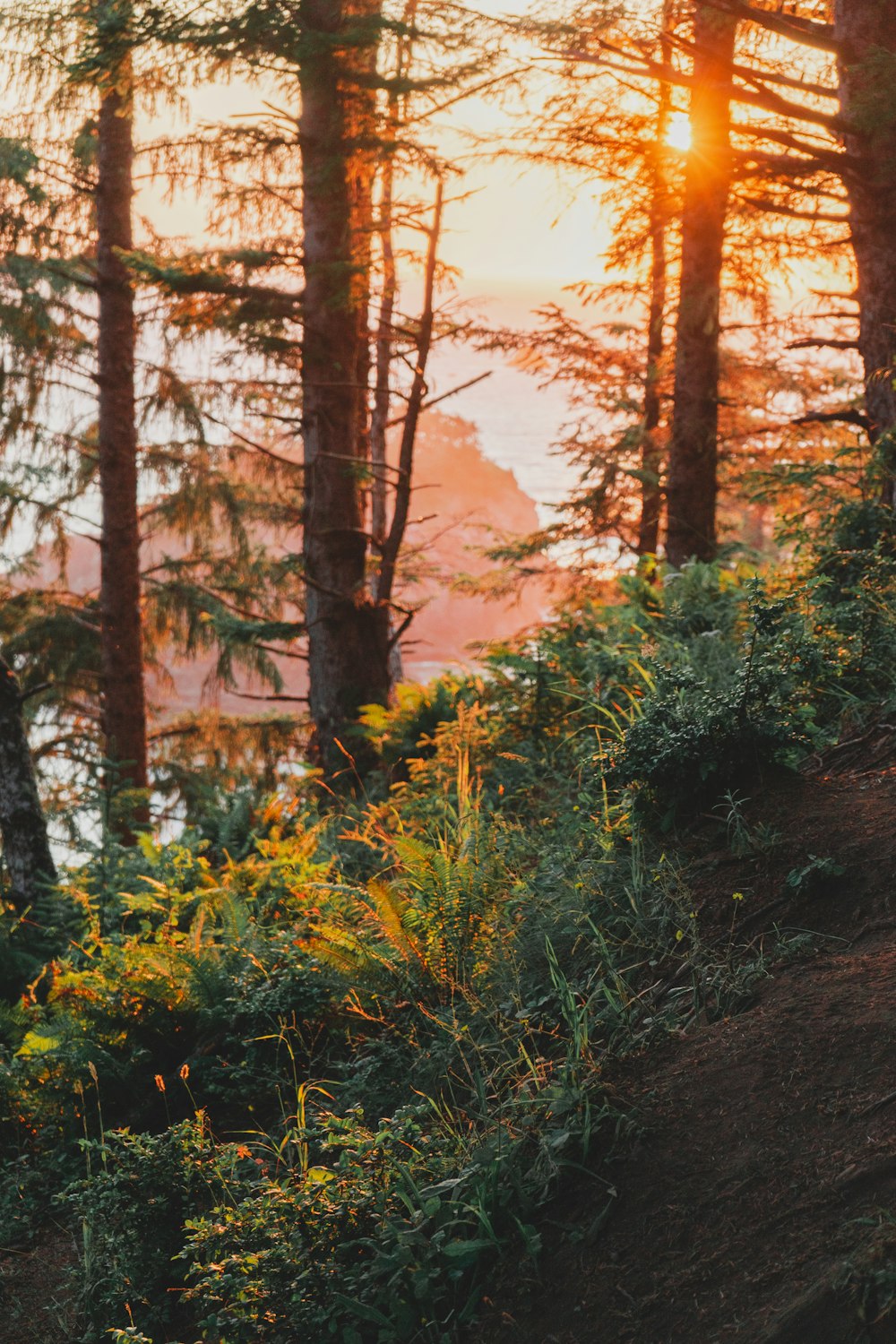 forest during golden hour