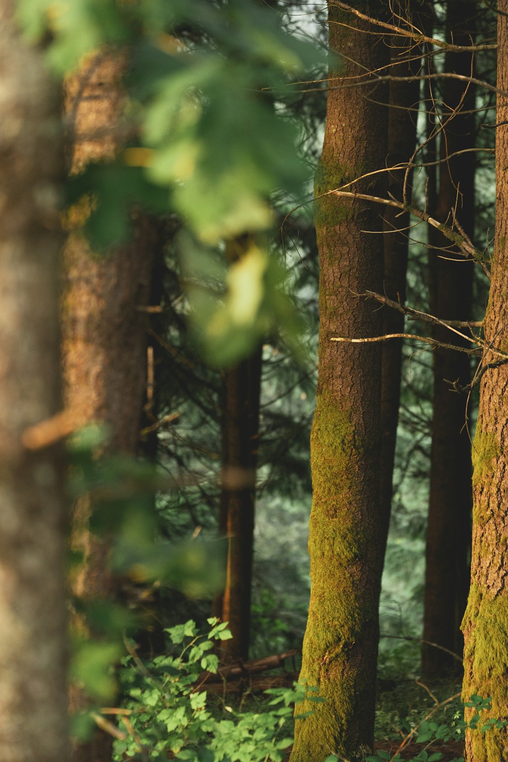 green leafed trees during daytime