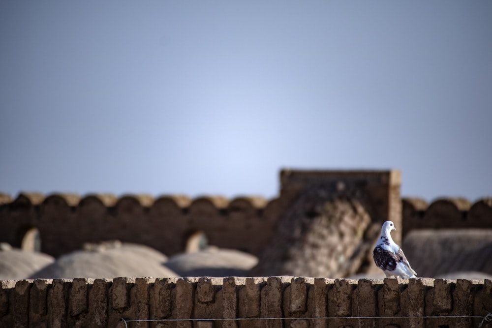 a seagull sitting on top of a wooden fence