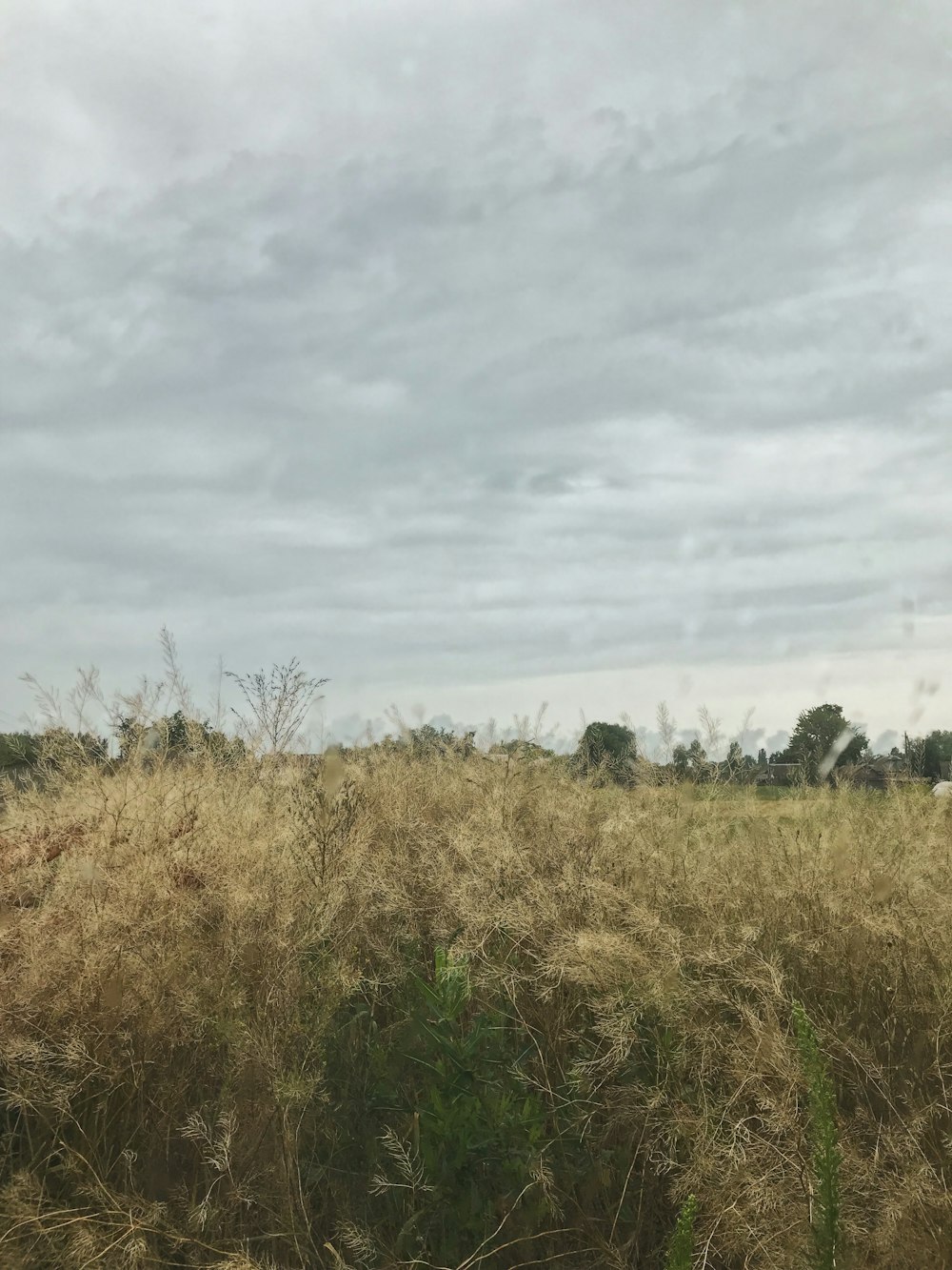 a field of tall dry grass under a cloudy sky
