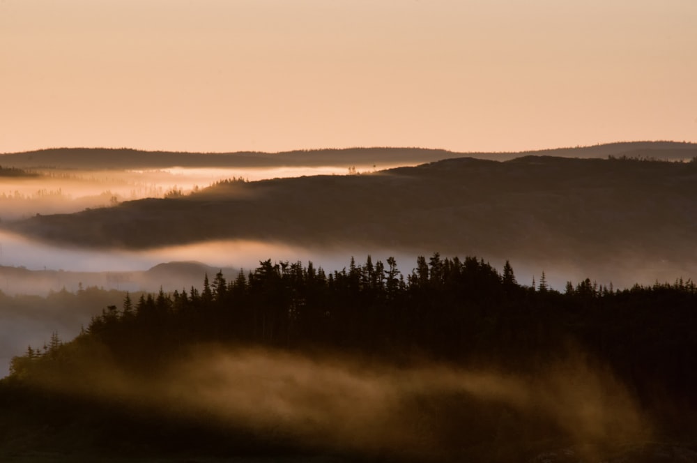 forest during golden hour