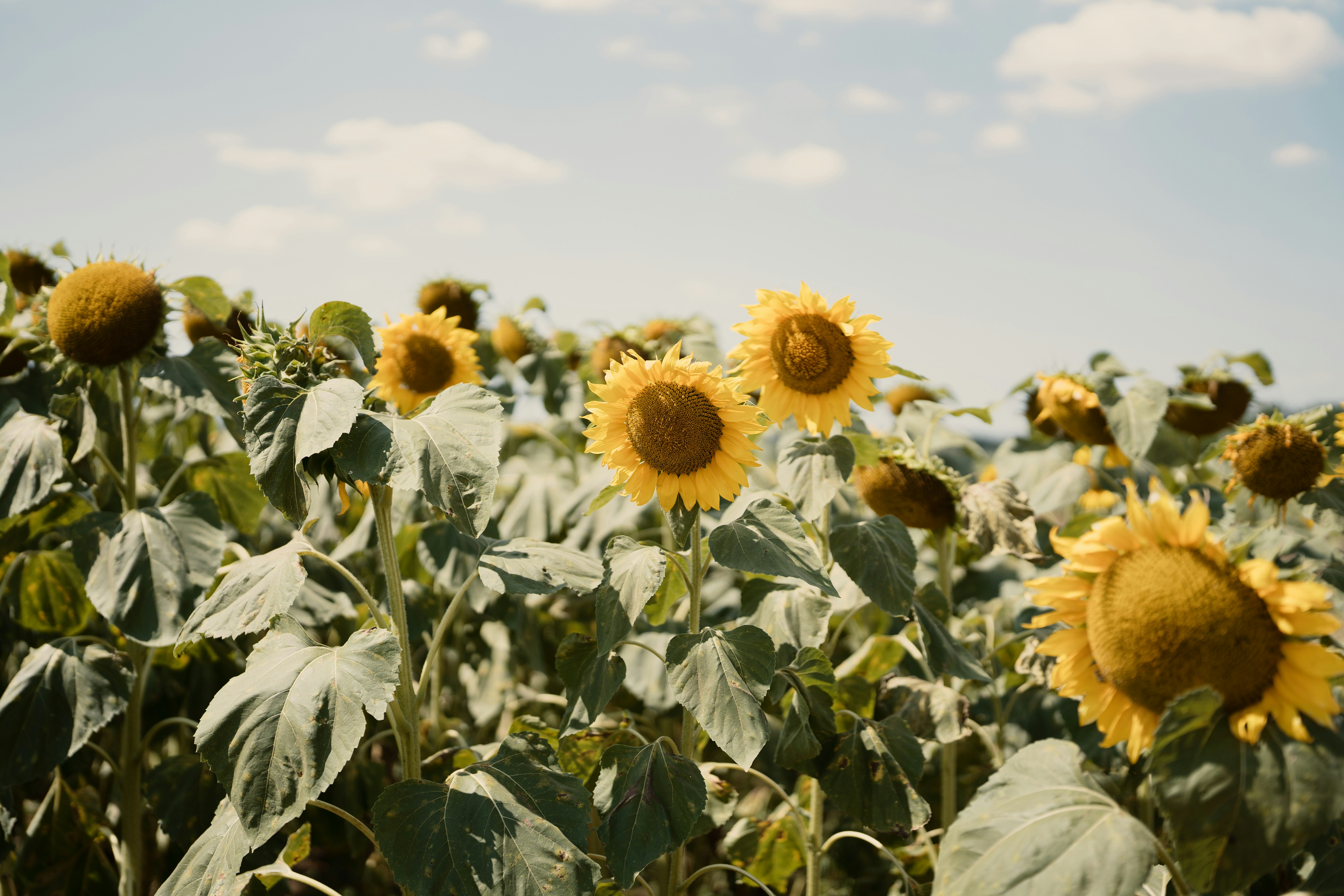 Photo by ballaschottner