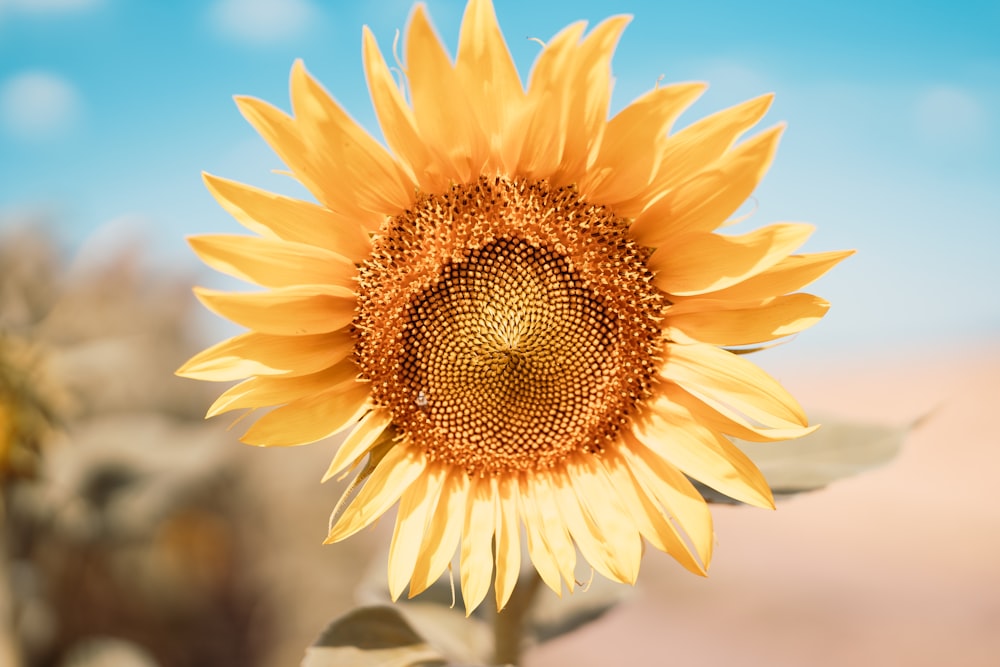gelbe Sonnenblume