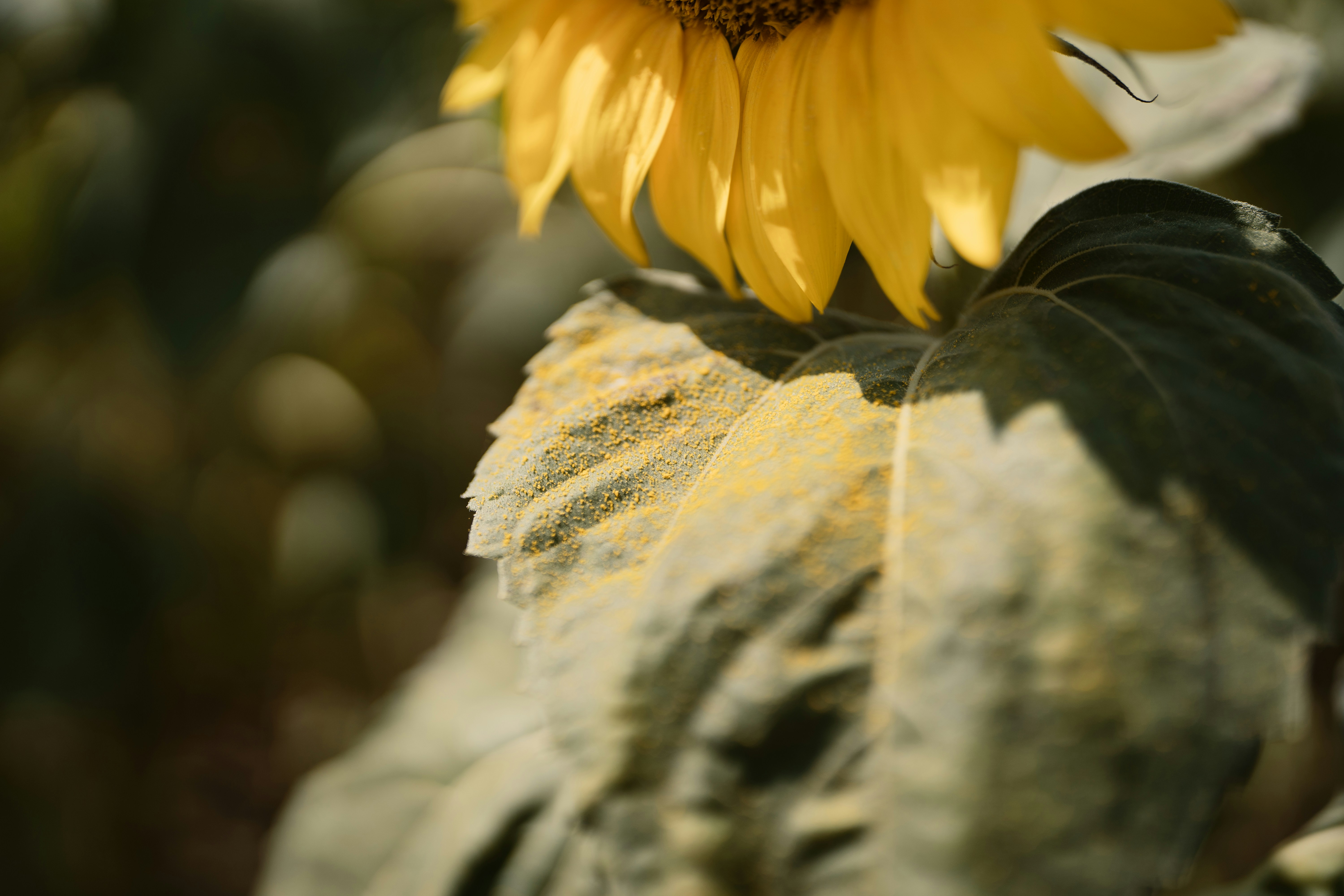 Photo by ballaschottner