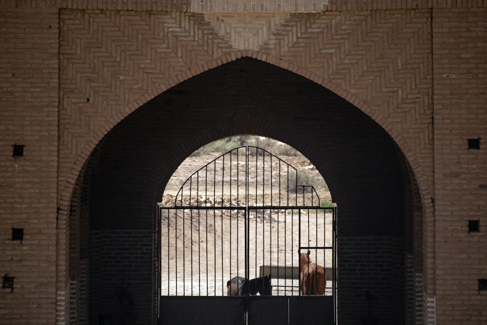 black metal gate besides 2 brown horses