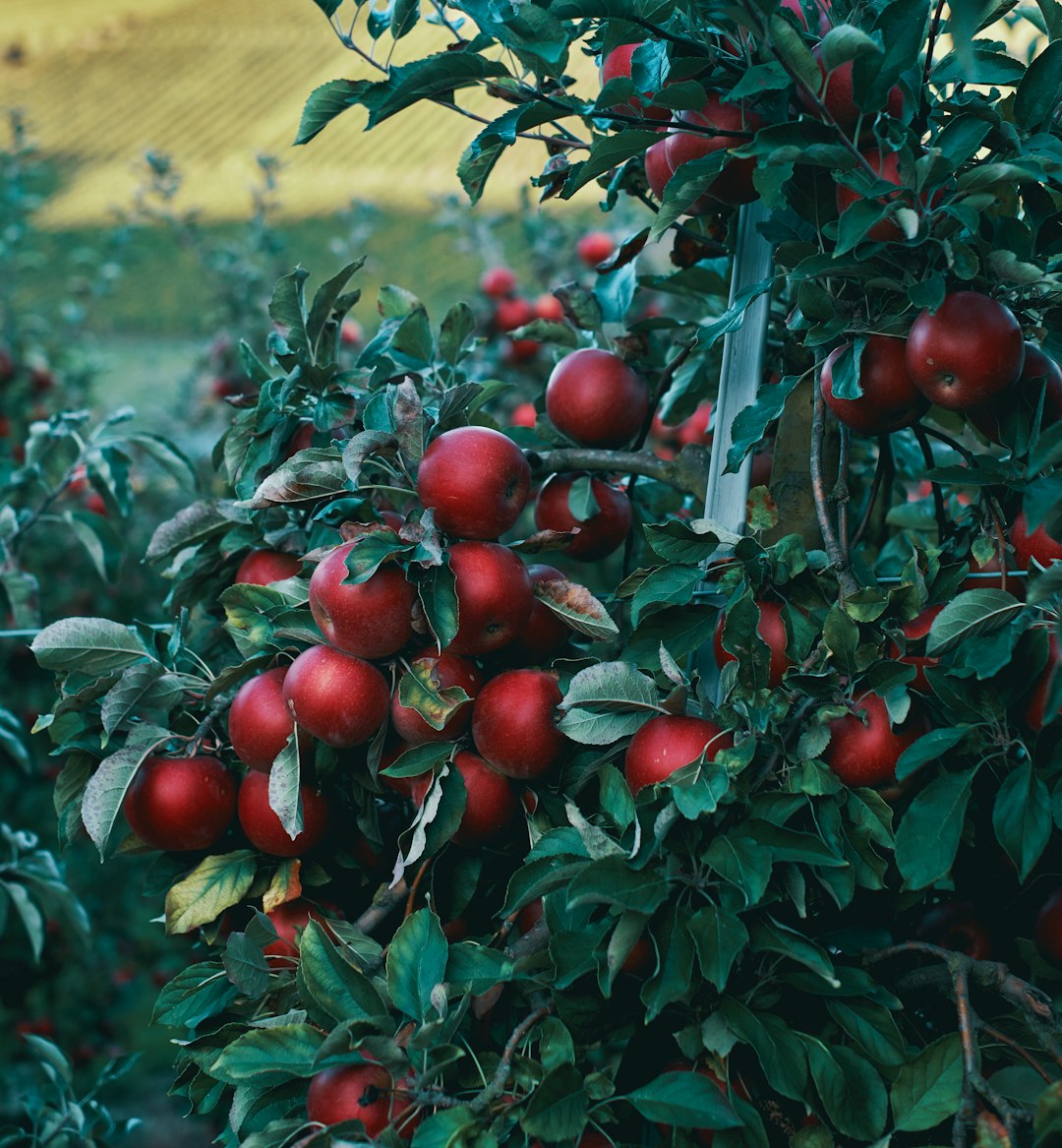 round red fruit