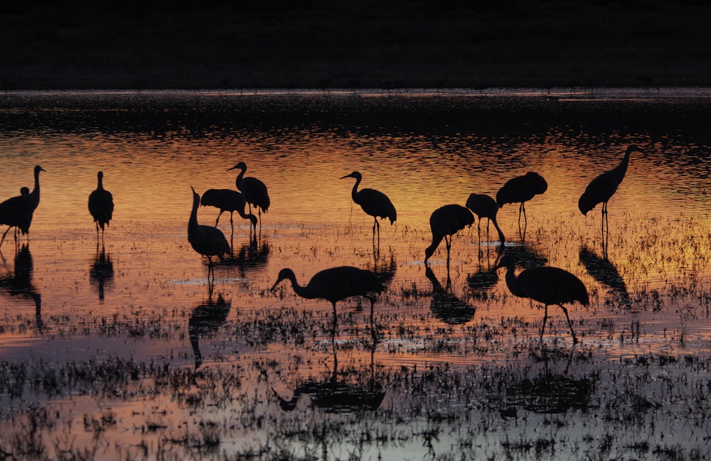 flock of flamingos