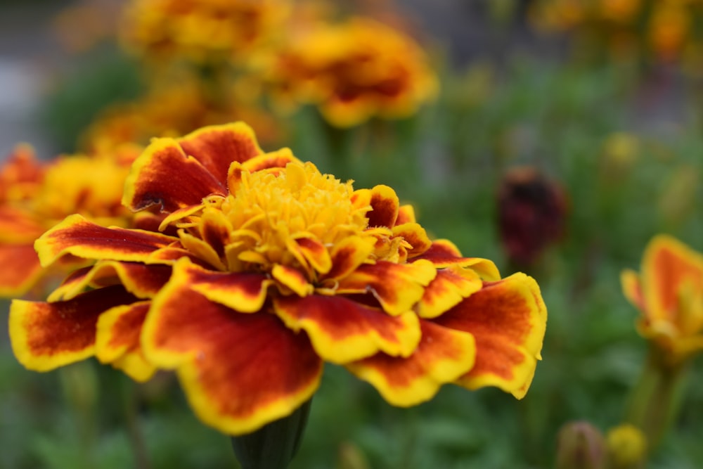photo of yellow and red flowers