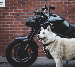 A white dog stands in front of a sleek black motorcycle, set against a red brick wall. The dog appears to be alert and its fur is thick and fluffy. The motorcycle's design is modern and sports a matte finish.