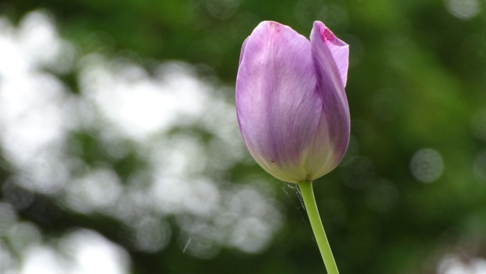 purple-petaled flower