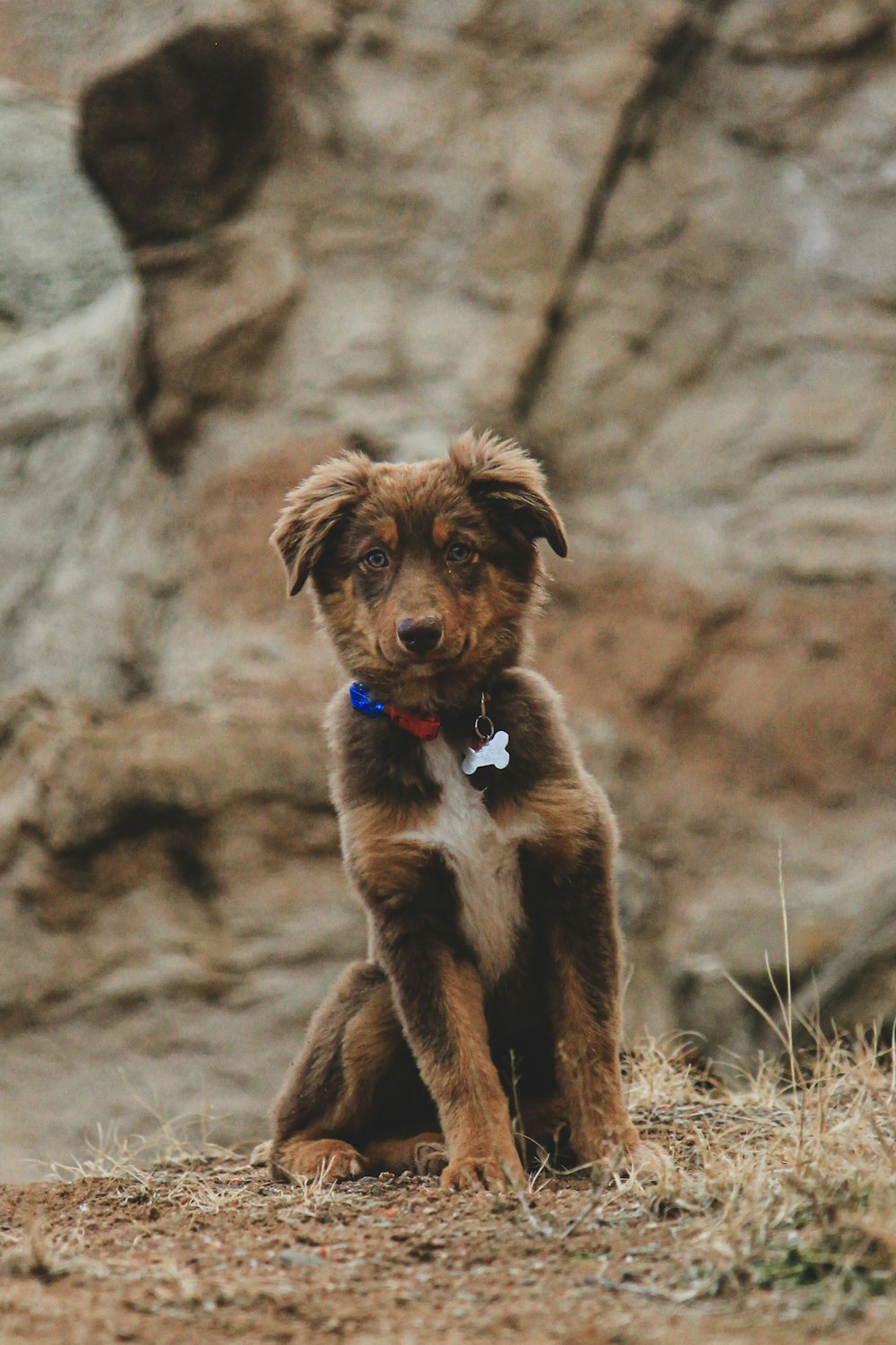 brown puppy sitting on ground