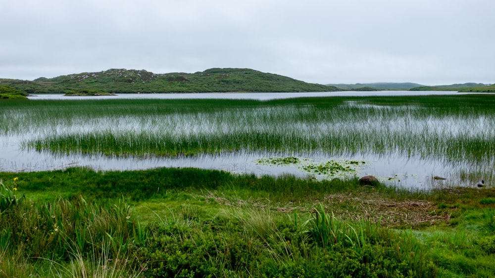 green plants beside body of water at daytime